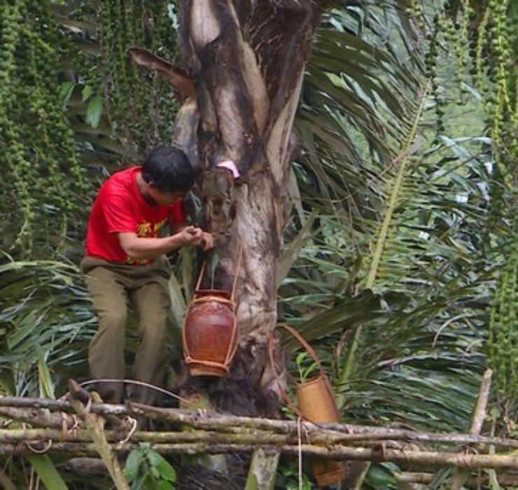Cây Đóak (hay còn gọi là cây rượu trời) là loại cây to có đường kính khoảng 45cm, chiều cao “khủng” từ 8 - 20m. Cây mọc nhiều ở tỉnh Gia Lai nước ta. 
