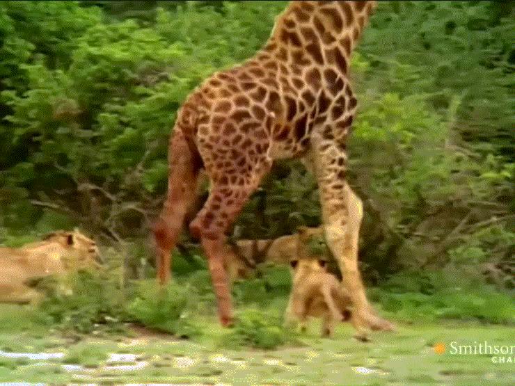 Media - Trận quyết chiến giành giật sự sống trước đàn sư tử của hươu cao cổ