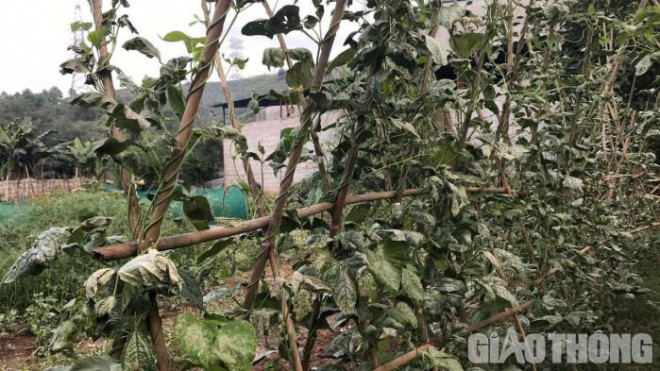 Lao Cai: Unusually, the air has a strange smell, people faint, the leaves are dead - 4