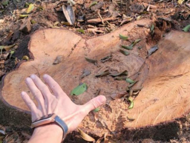 21 cây lim xanh 40 năm tuổi bị chặt hạ bán làm củi giá 6 triệu đồng