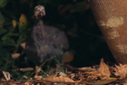 Media - Loài rắn "dị" bậc nhất thế giới có gì đáng sợ?