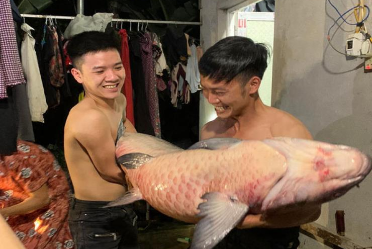 Người dân bắt được cá trắm "khủng" nặng gần 53kg ở hồ Thác Bà