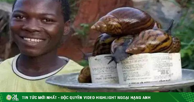 The giant snail that saves the hunger of the African people, everyone is afraid to look at the size