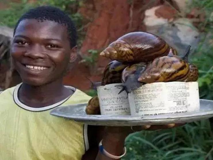 Ẩm thực - Loại ốc sên khổng lồ cứu đói người dân châu Phi, nhìn kích thước ai cũng sợ