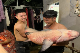 Tin tức trong ngày - Người dân bắt được cá trắm "khủng" nặng gần 53kg ở hồ Thác Bà