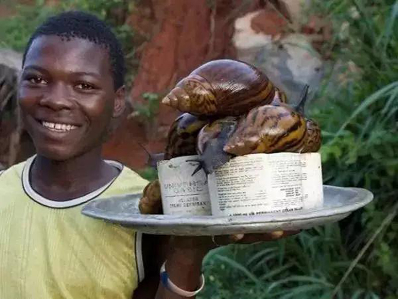 A giant snail that saves African people hunger, everyone is afraid to look at its size - 3