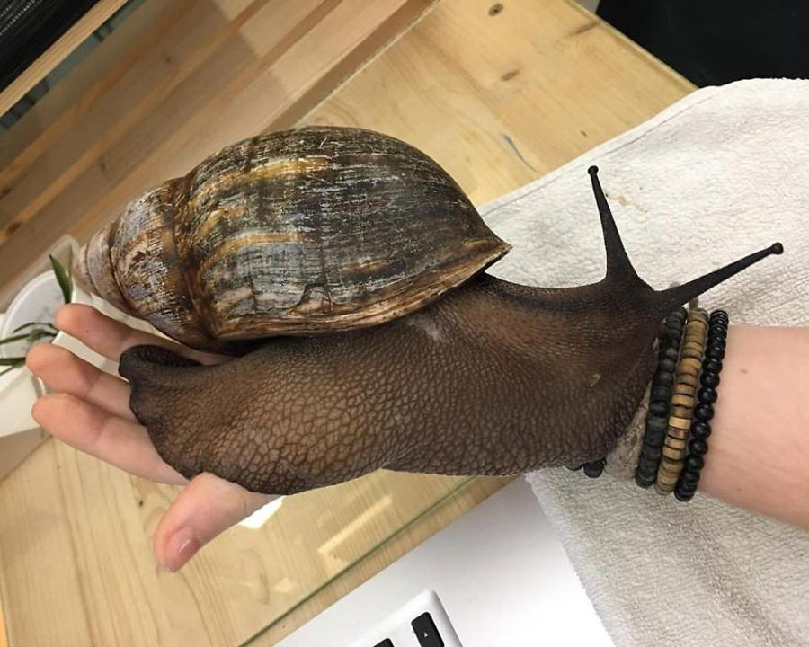 A giant snail that saves African people hunger, everyone is afraid to look at its size - 4