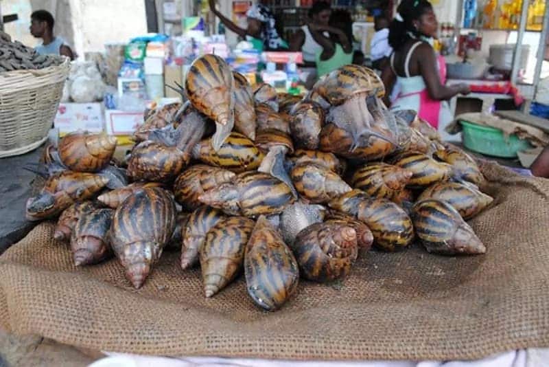 A giant snail that saves African people hunger, everyone is afraid of its size - 7