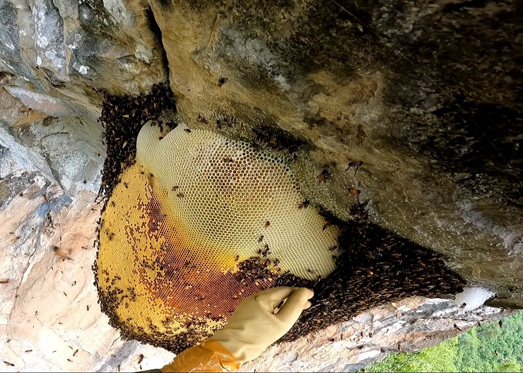 Theo chân thợ rừng thu hoạch tổ ong mật “khổng lồ” trên vách đá, giá bán cả triệu đồng/lít - 8