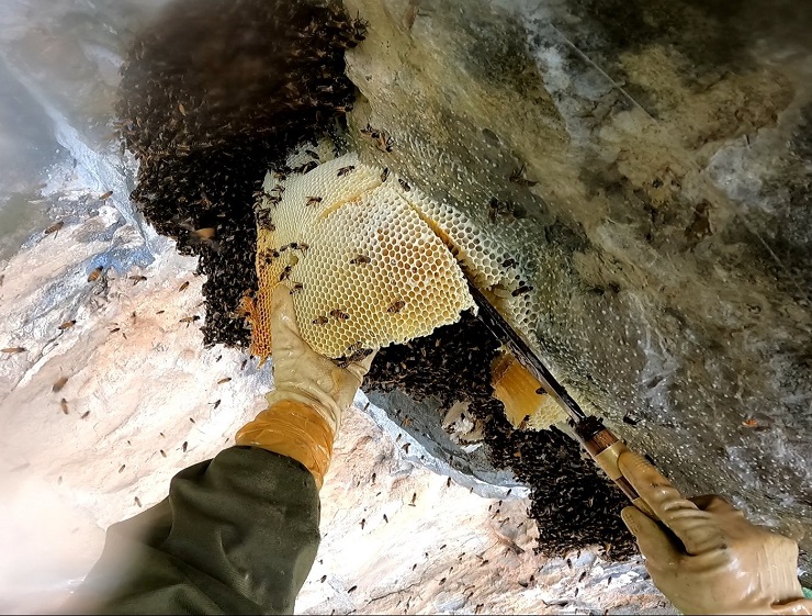 Theo chân thợ rừng thu hoạch tổ ong mật “khổng lồ” trên vách đá, giá bán cả triệu đồng/lít - 9