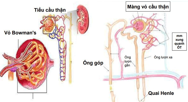 Cầu thận lọc máu và chất thải ra khỏi cơ thể