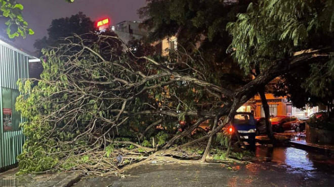 TP.HCM: Nhiều cây xanh bị đổ, mái nhà bị cuốn bay sau cơn mưa giông - 1