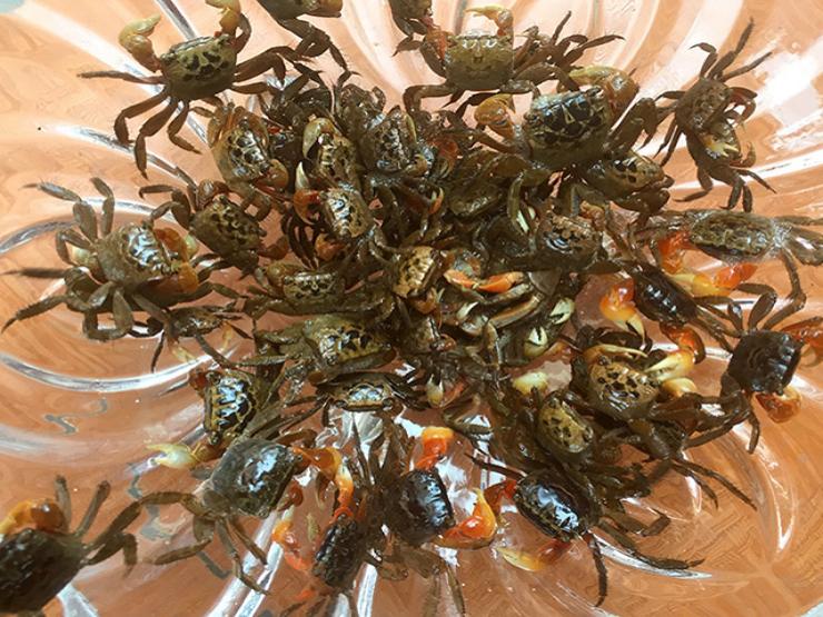 Thị trường - Tiêu dùng - Đặc sản "nhát chết", trước nhà nghèo mới ăn, nay dân bắt về bán 150.000/kg