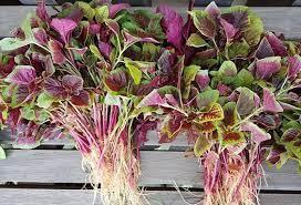 Eating amaranth is cool in the summer, but it will turn into "poison"  if eaten this way - 3