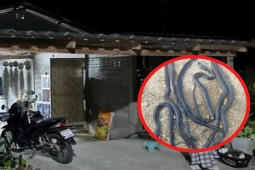 Phi thường - kỳ quặc - Thấy rắn hổ mang bò lên từ dưới nền, vài hôm sau phải bỏ nhà đi nơi khác