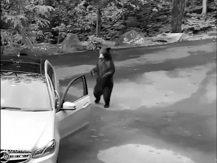 Ô tô - Clip: Chú gấu chưa kịp "đột kích" vào xe Mercedes đã vội quay đầu bỏ chạy