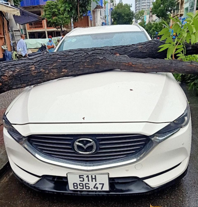 Another tree uprooted, hitting a car on the road - 1