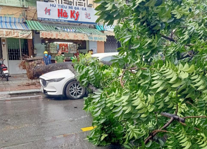 Another green tree uprooted, hitting a car on the road - 3