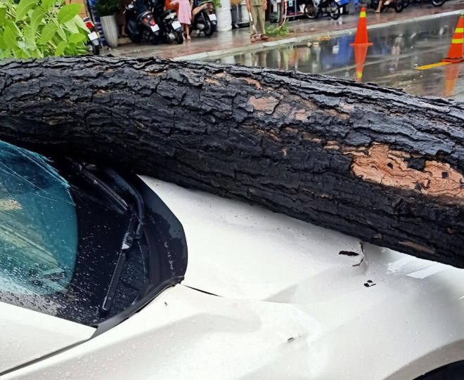 Another tree uprooted, hitting a car on the road - 2