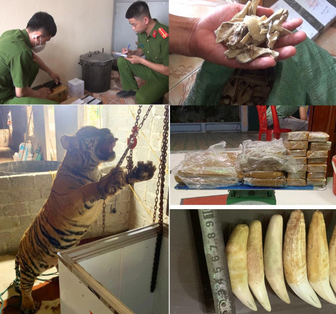 Caught red-handed couple preparing to butcher a tiger weighing 145 kg - 2