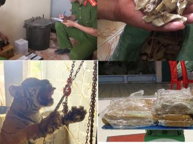 Pháp luật - Bắt quả tang cặp vợ chồng chuẩn bị xẻ thịt con hổ nặng 145 kg