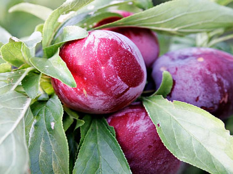 Ẩm thực - 5 lợi ích sức khoẻ của loại quả "vạn người mê" khi hè về