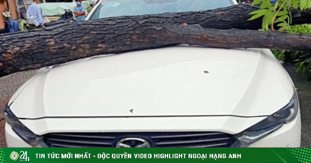 Another tree uprooted, hitting a car on the road