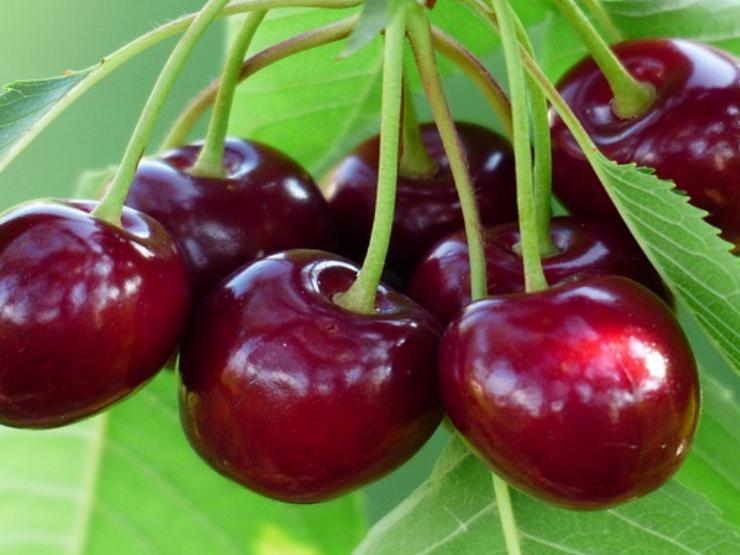 Thị trường - Tiêu dùng - Loại quả rẻ như rau ở nước ngoài về Việt Nam thành thứ "đốt tiền"