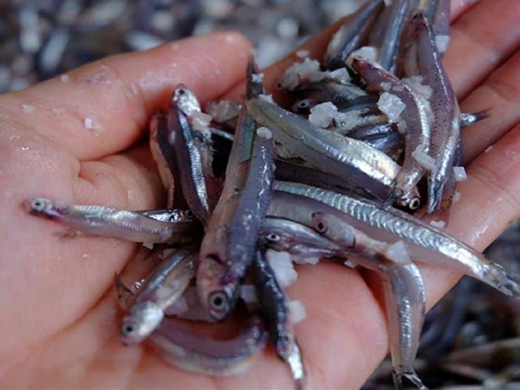 Thị trường - Tiêu dùng - Loại cá bé tí "quê mùa" bỗng thành đặc sản, 360.000/kg khách thành phố vẫn tranh mua