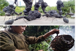 Kinh doanh - 2 “dị nhân” Việt hốt bạc nhờ nghề lạ