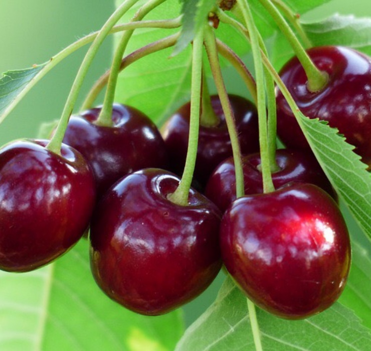 Ăn cherry có lợi ích gì? Cách sử dụng cherry đúng cách