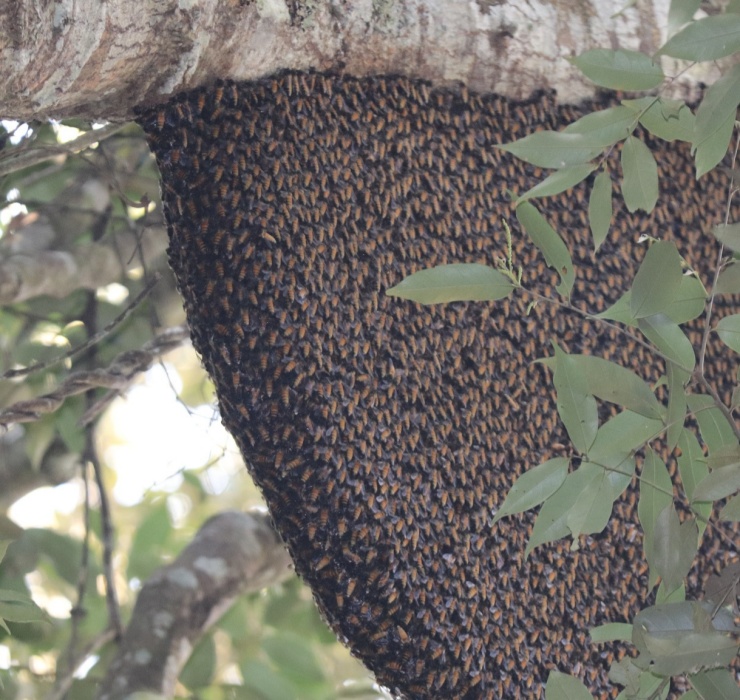 Đầu tiên phải kể đến công việc săn mật ong khoái - một nghề có mức độ nguy hiểm cực cao tại 1 số tỉnh vùng núi nước ta. 
