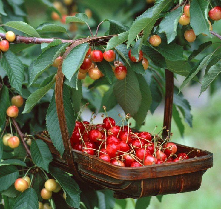 Cherry khi nhập về Việt Nam có giá dao động từ 350.000 - 1 triệu đồng/kg tuỳ thời điểm. 
