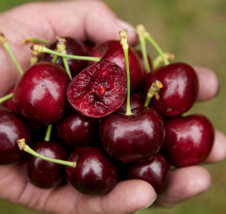 Thế nhưng tại Mỹ và một số quốc gia châu Âu, cherry thường có giá siêu rẻ. Cây cherry được trồng phổ biến dọc đường để tạo bóng mát. 

