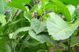 Sức khỏe đời sống - Nhiều người suy gan, thận, hôn mê vì dùng lá "giết người" ăn uống để... chữa bệnh