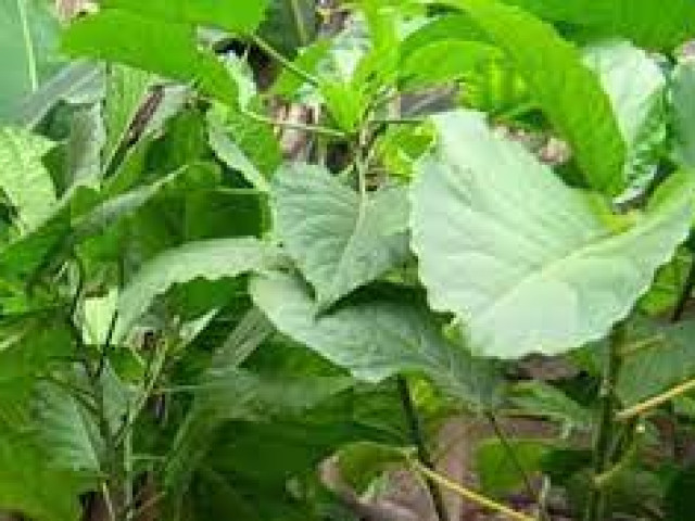 Sức khỏe đời sống - Nhiều người suy gan, thận, hôn mê vì dùng lá "giết người" ăn uống để... chữa bệnh