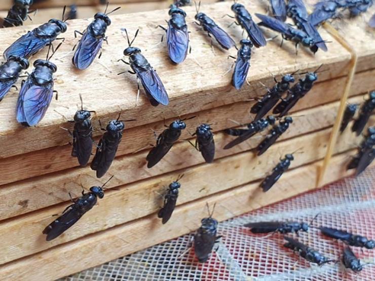 Thị trường - Tiêu dùng - Loài ở Việt Nam ai gặp cũng xua đuổi, 9X nuôi tưởng điên rồ mà kiếm mỗi tháng 50 triệu đồng