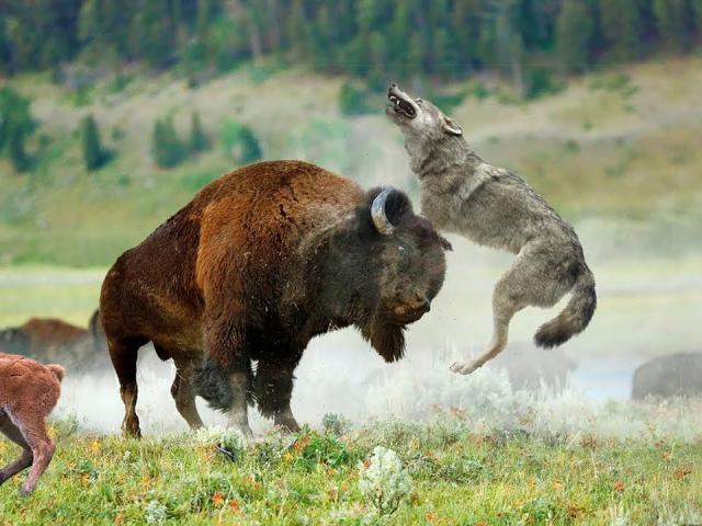 Bầy sói ranh mãnh dùng chiến thuật săn mồi tấn công bò rừng khổng lồ