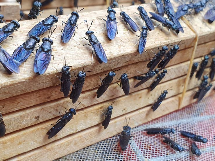 Ruồi đen (tên khoa học là Hermetia Illucens), còn gọi là ruồi lính đen là một loại côn trùng. Ruồi lính đen được xếp vào nhóm côn trùng đặc biệt với vòng đời khá độc đáo.
