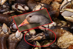 Ẩm thực - Loại hải sản được mệnh danh "đến từ địa ngục" với mức giá cực đắt đỏ