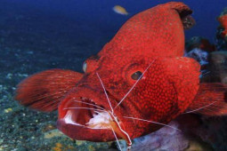 Ẩm thực - 4 loại hải sản giá cực "chát", chỉ người giàu mới dám ăn