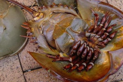 9 món ăn miền bắc Thái Lan nên thử khi ghé thăm Chiang Mai