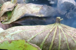 Ẩm thực - Thèm thuồng món cá "kỳ lạ nhất hành tinh"