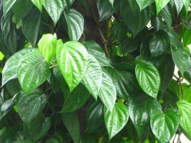 Sức khỏe đời sống - Lá trầu không sát khuẩn tốt nhưng dùng theo cách này dễ gặp họa khôn lường