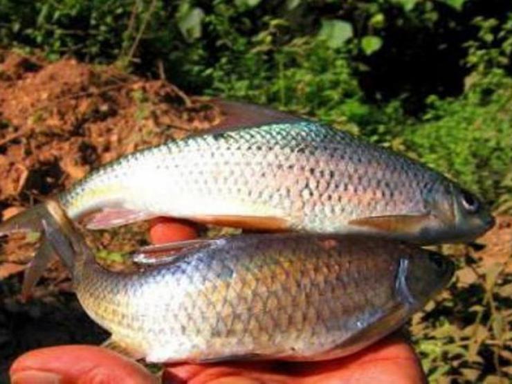Thị trường - Tiêu dùng - Loài cá kỳ lạ được ví như "lộc trời ban", là đặc sản được săn lùng