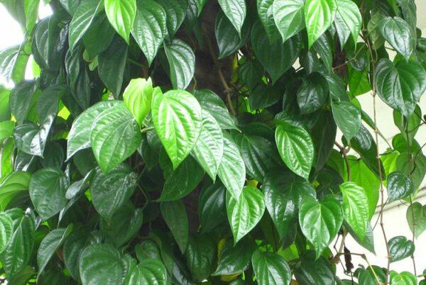 Betel leaf is not a good antiseptic, but used in this way is prone to unpredictable harm - 1