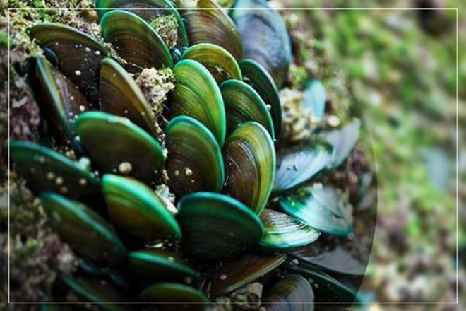 Dầu vẹm xanh giúp đẩy lùi thoát vị đĩa đệm