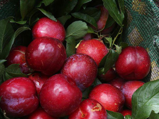 Làm đẹp - Những loại trái cây nên tránh ăn nhiều nếu không muốn bị mụn