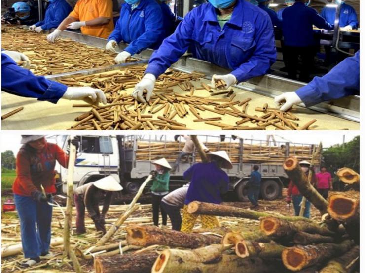Thị trường - Tiêu dùng - Vỏ cây "dát vàng" ở Việt Nam, bóc đem bán là hốt bạc