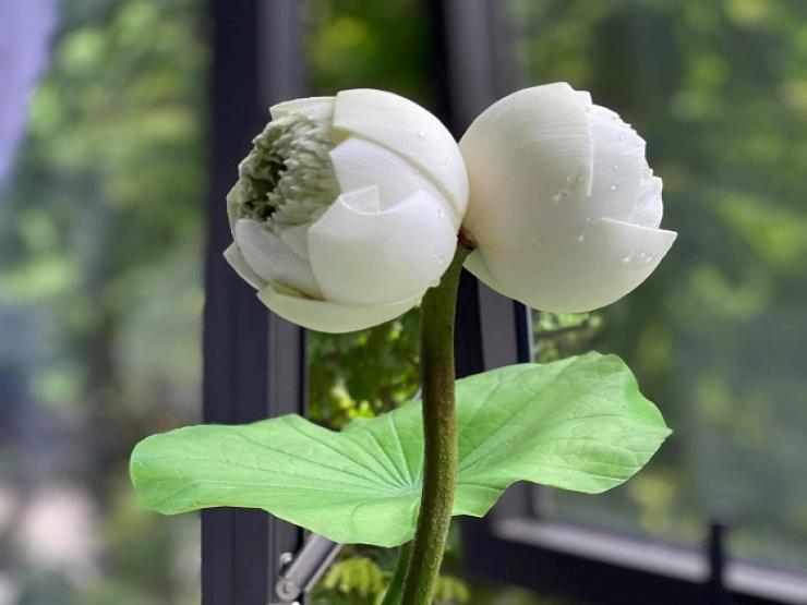 Thị trường - Tiêu dùng - Sen sinh đôi siêu đắt đỏ vẫn cháy hàng, chờ hai tháng mới được mua một bông